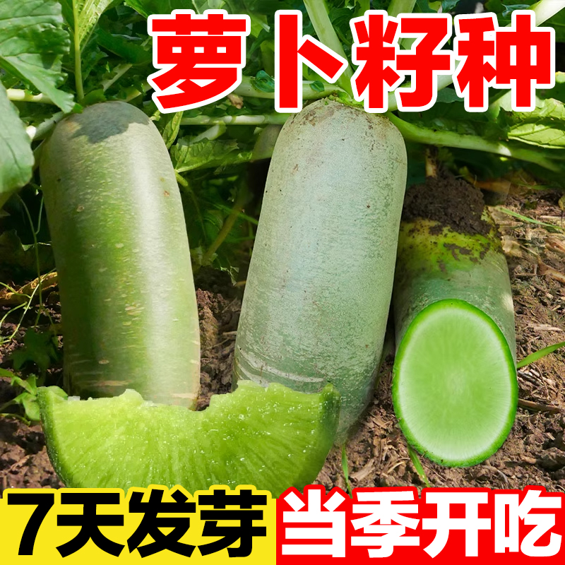 萝卜籽种7天发芽当季开吃