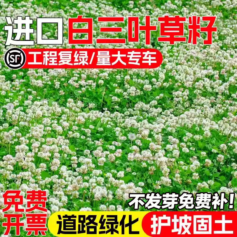 白三叶草籽红三叶草籽三叶草种子四季青草坪牧草果园绿肥四季播种
