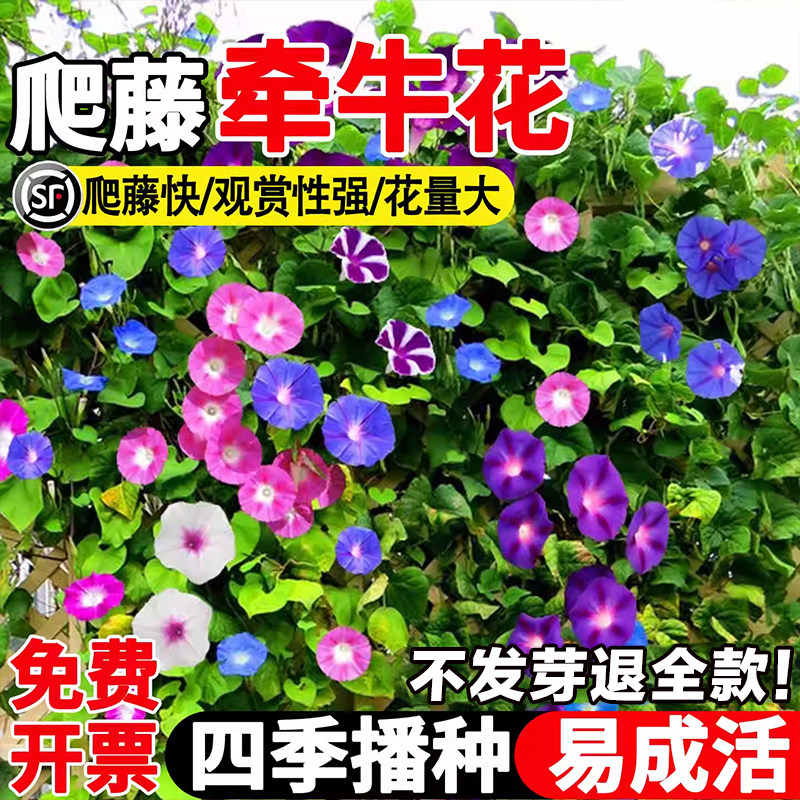 牵牛花种子喇叭花混色开花观赏盆栽易活播种种籽室外爬藤爬墙花卉