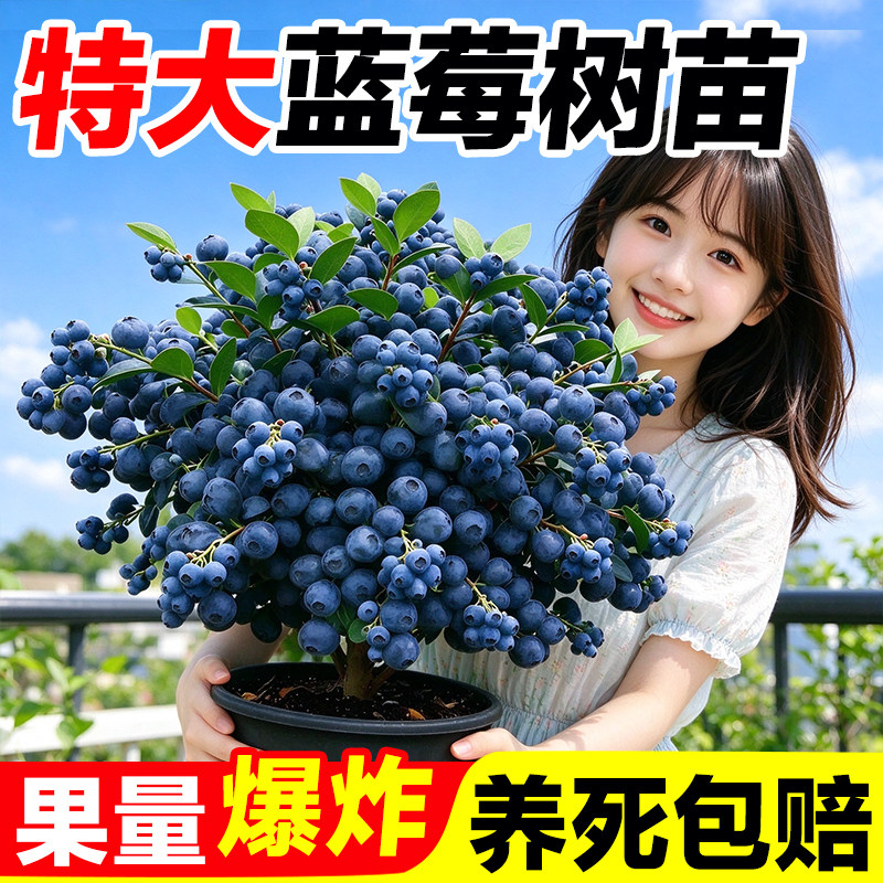 蓝莓树苗盆栽蓝梅果苗特大号带果室内阳台地栽耐寒南北方四季结果