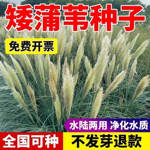 粉蒲苇 矮蒲苇 【白色彭巴斯】种子庭院观赏草多年生耐热耐旱耐涝