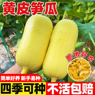 黄皮大笋瓜种子高产春秋季四季吊瓜蔬菜种孑南瓜白玉瓜角瓜种籽
