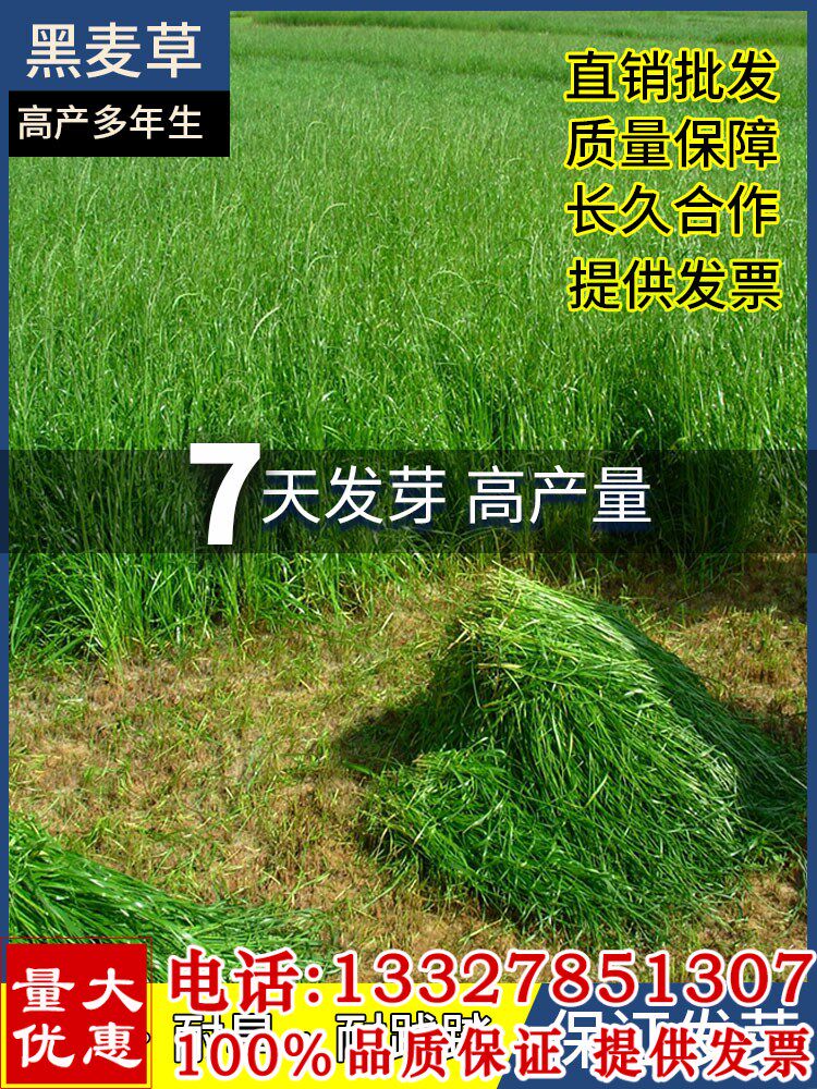 黑麦草种子冬天耐寒牧草种籽多年生养殖草牛羊鸡鹅鱼草种子四季青