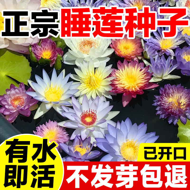 睡莲种子有水即活发芽率高