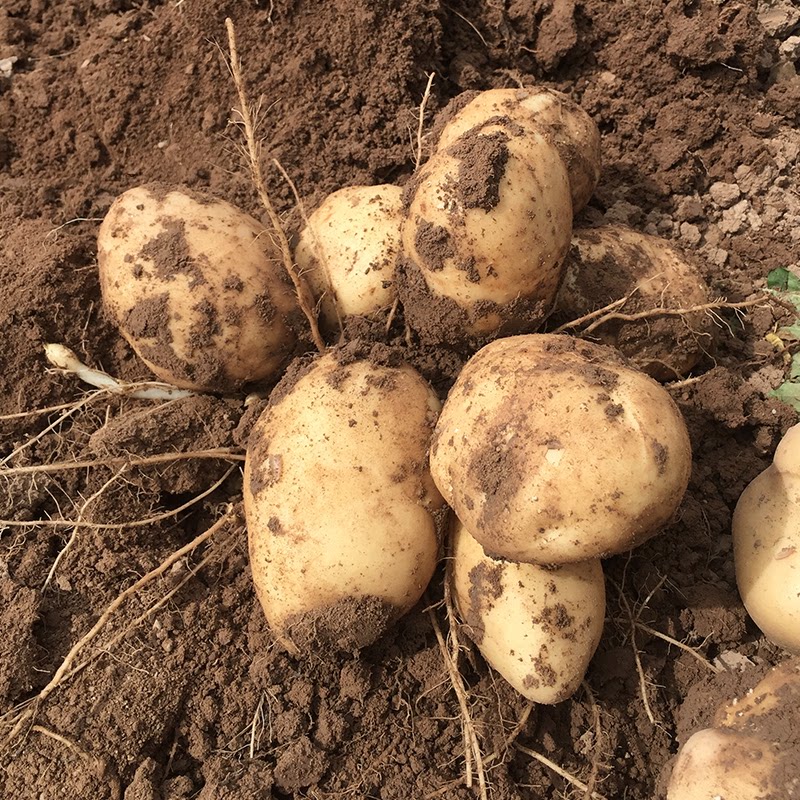 2 0 2 3 定西农家老品种新土豆洋芋精品沙面高原 非转基因高淀粉