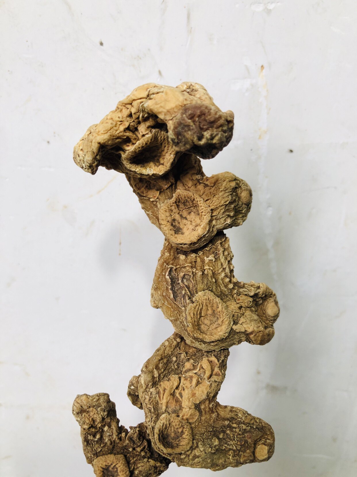 野生多花黄精干黄精足干无硫一蒸干蒸撞皮姜型多花倒苗甜黄精图片