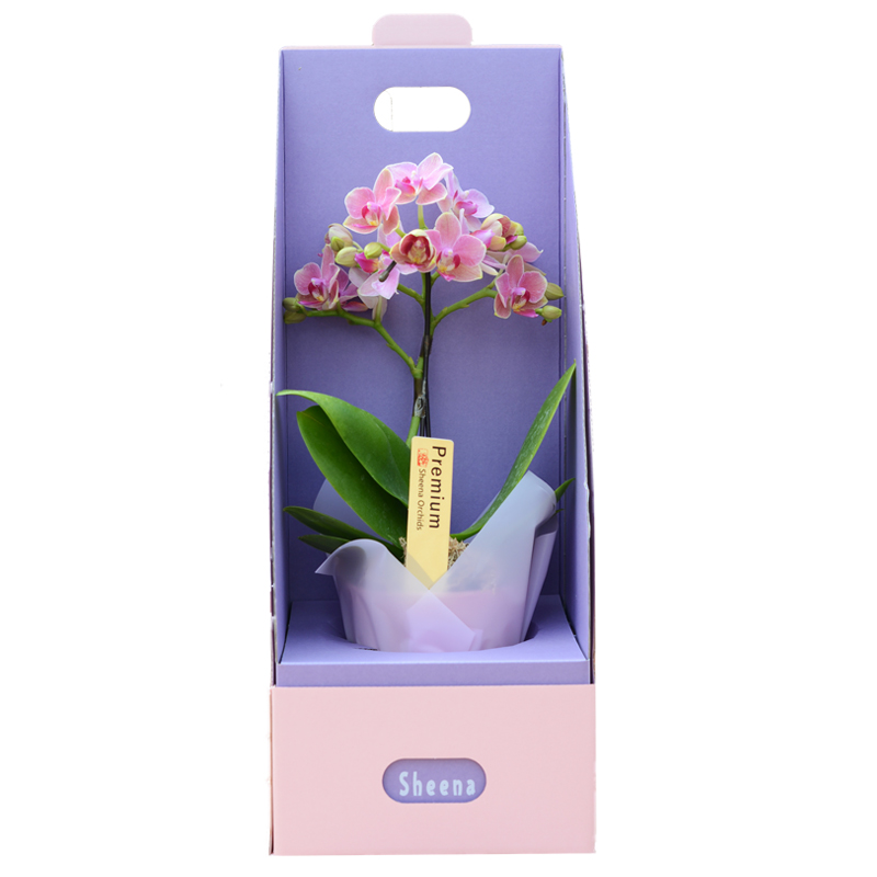 生日乔迁鲜花蝴蝶兰单梗Sheena礼品日本进口室内花卉植物盆栽