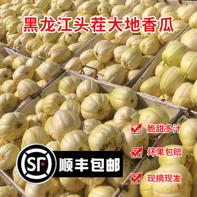 东北香瓜白糖罐京密黑龙江
