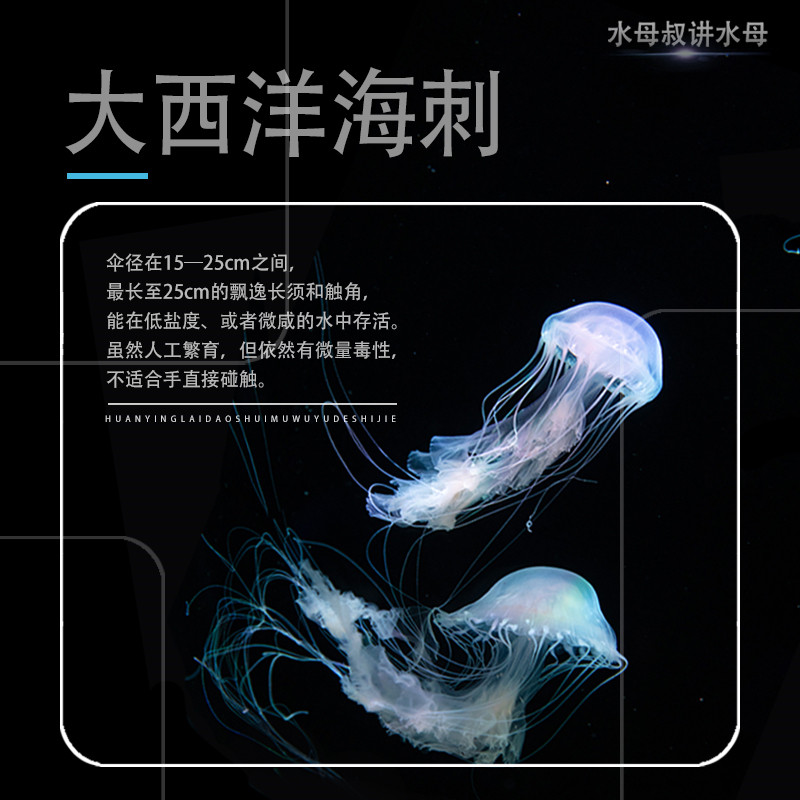 水母大西洋海刺活物体水母观赏天草梦幻海洋桌面小宠物情人礼物