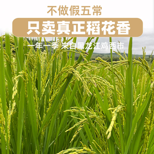 限购一单 2025新产季大米【保真稻花香】不做冒牌货！鸡西柳毛乡