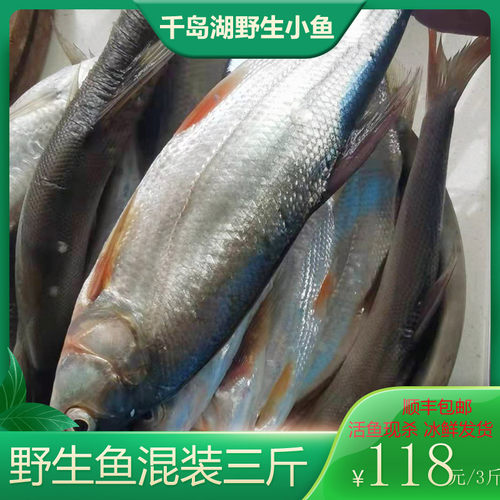 冰鲜石斑鱼价格 冰鲜石斑鱼图片 星期三