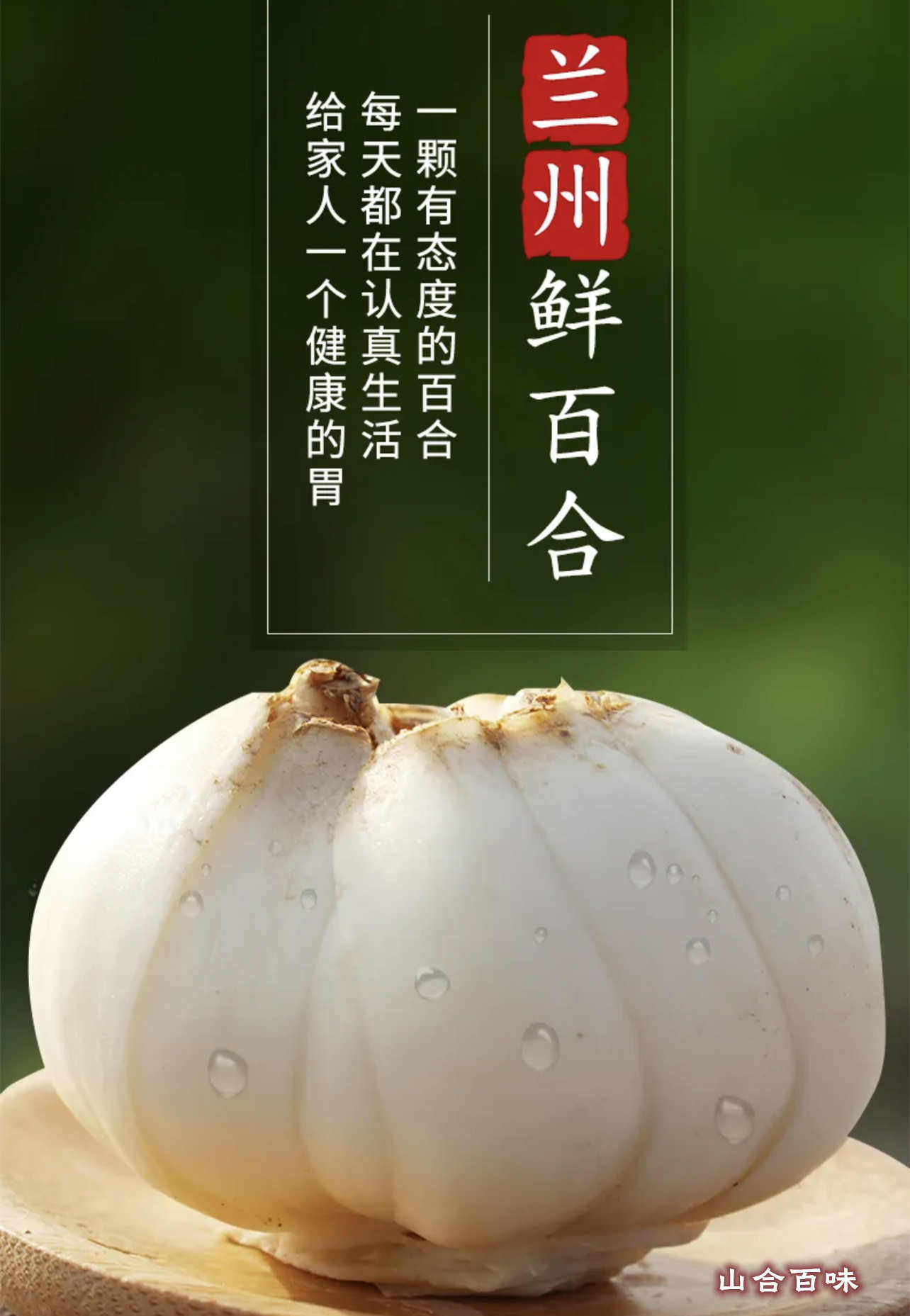 兰州鲜百合九年生大百合一头皇精选规格甘甜可口顺丰包邮