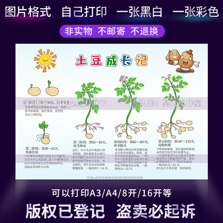 自然笔记土豆成长记手抄报马铃薯生长观察日记涂色电子小报wf920