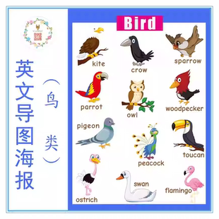 宝宝启蒙双语幼儿园英文教师教具 大闪卡 Bird 英语鸟类单词卡片