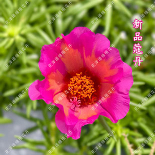 【荷包蛋】针叶单瓣大花太阳花枝条阳台庭院花园新手好养易种花卉
