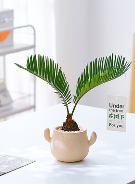创意铁树盆栽室内工位桌面植物易养花卉趣味绿植净化空气摆件