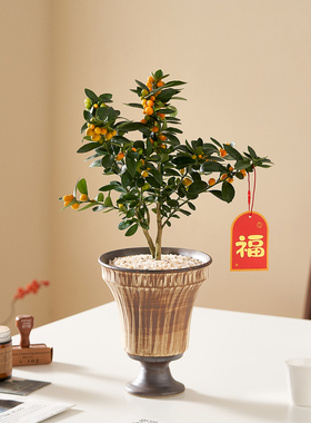 金豆盆栽室内植物办公室内桌面懒人四季好养净化空气绿植花卉盆景