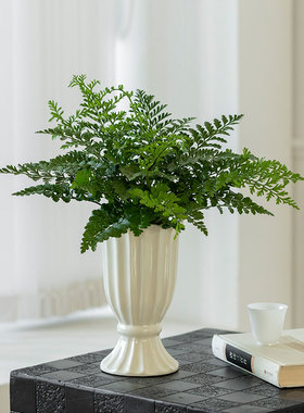 吉姆蕨盆栽蕨类植物懒人室内粗杆电视柜摆件办公室好养活四季绿植