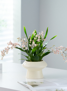 香水文心兰盆栽奶油ins风家居客厅绿植物办公室工位净化空气盆景