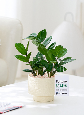 金钱树小盆栽四季植物室内客厅书房招财树绿植办公室工位桌面盆景