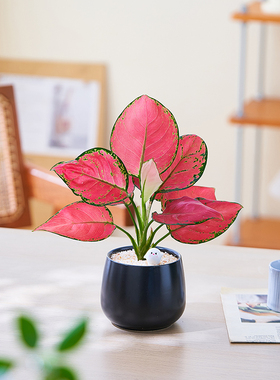 吉利红办公室内绿植净化空气桌面好养活四季寓意北欧解压招财盆栽