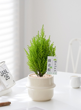 香松盆栽圣诞树客厅装饰美观摆件办公室内桌面绿植物摆件好养花卉
