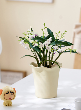 白花石斛兰盆栽易开花淡香四季常青好养室内阳台观花卉家居绿植物