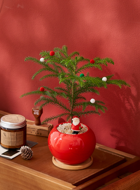 南洋杉圣诞树北欧盆栽家居新年装饰氛围感好养植物圣诞节摆件道具