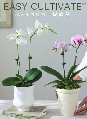 蝴蝶兰趣味盆栽开花花卉室内客厅办公室桌面四季好养绿植乔迁礼物