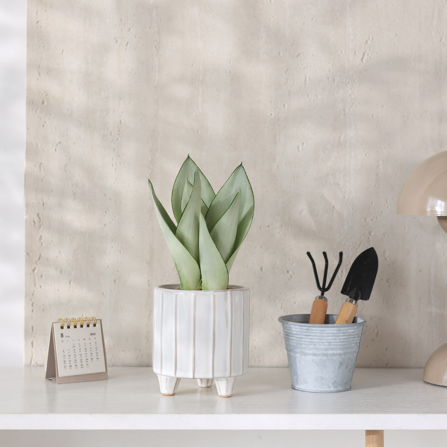 三杆白玉虎皮兰盆栽室内客厅净化空气绿植花卉办公室桌面耐阴植物,鲜花速递/花卉仿真/绿植园艺,绿植,淘宝优惠券,粉丝福利购,淘宝优惠卷