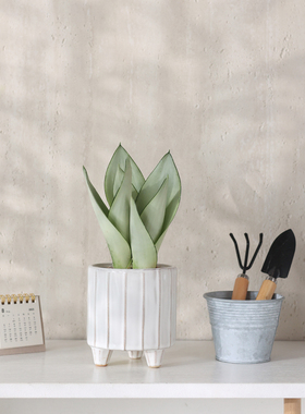 三杆白玉虎皮兰盆栽室内客厅净化空气绿植花卉办公室桌面耐阴植物