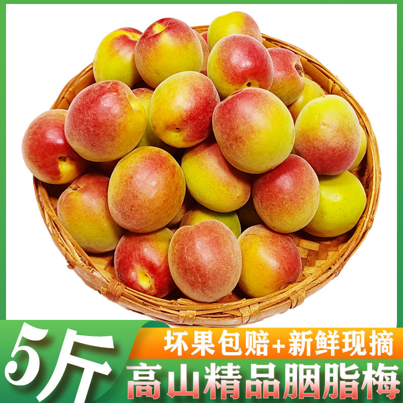 正宗云南大理新鲜胭脂梅 手摘高山鲜果青梅现摘现发泡酒专用黄梅