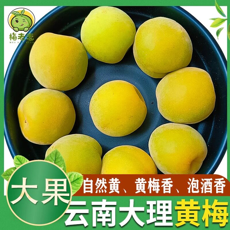 云南大理新鲜黄梅 胭脂梅鲜果高山青梅现摘现发生酸梅子泡酒