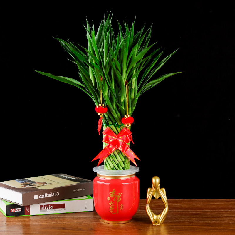 带根招财竹水养富贵竹客厅水培