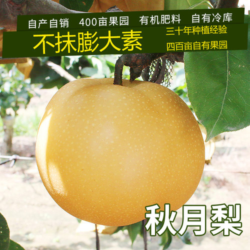 八年老店精品脆甜秋月梨新鲜水果原产地包邮山东特产日本引种 - 封面