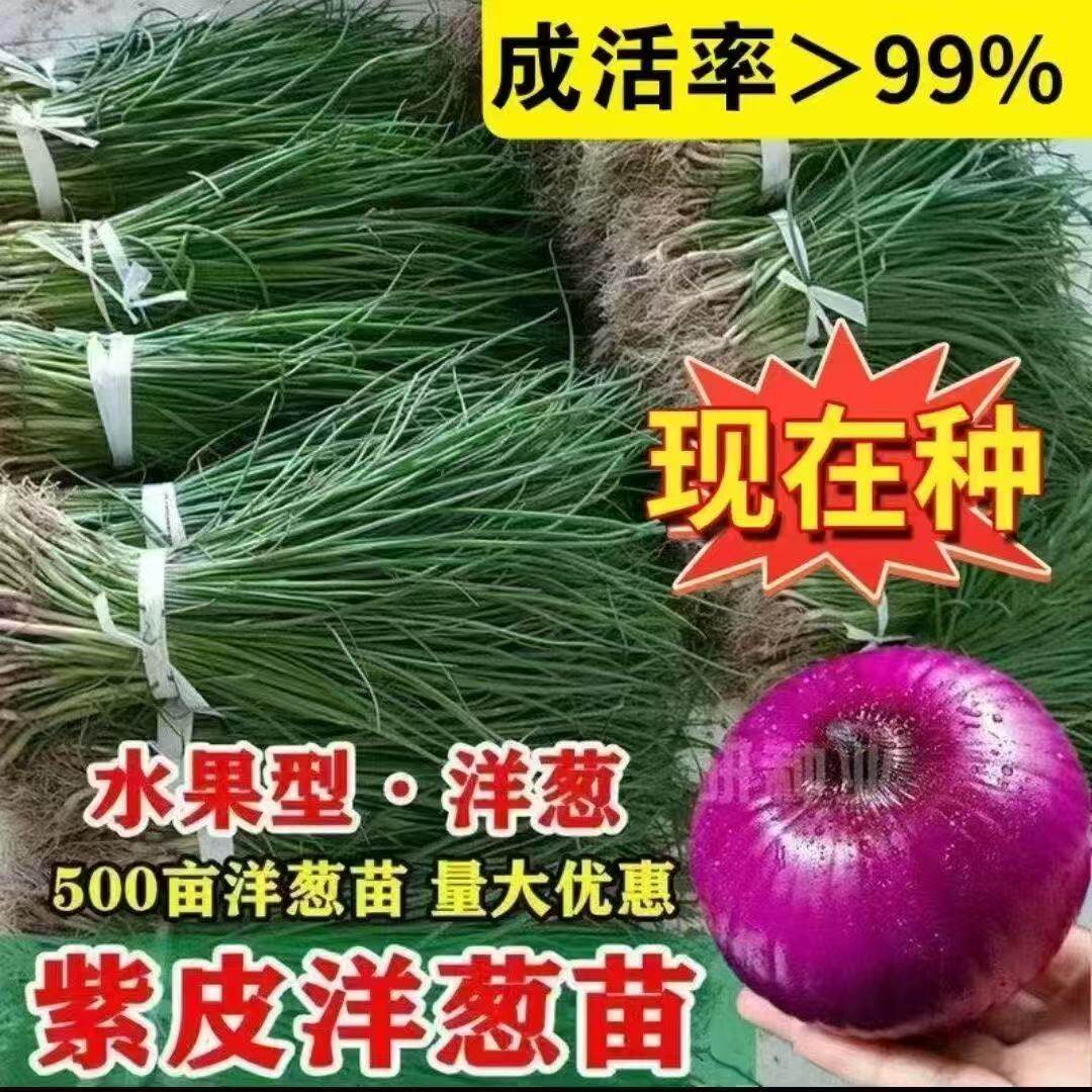 水果洋葱苗耐寒高产基地直发