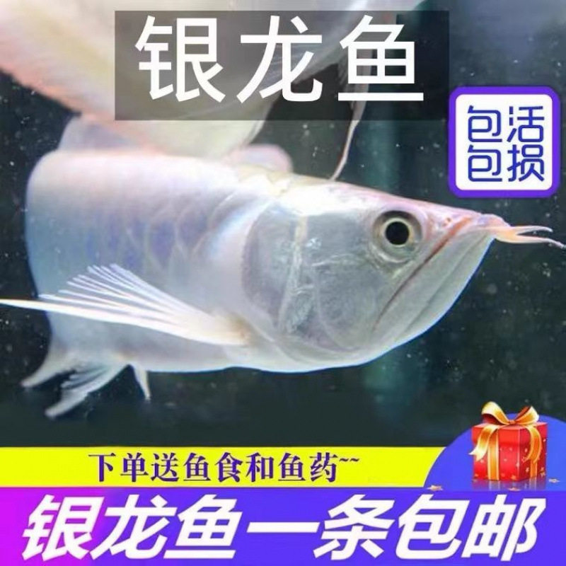 热带观赏银龙鱼活鱼大型招财金龙