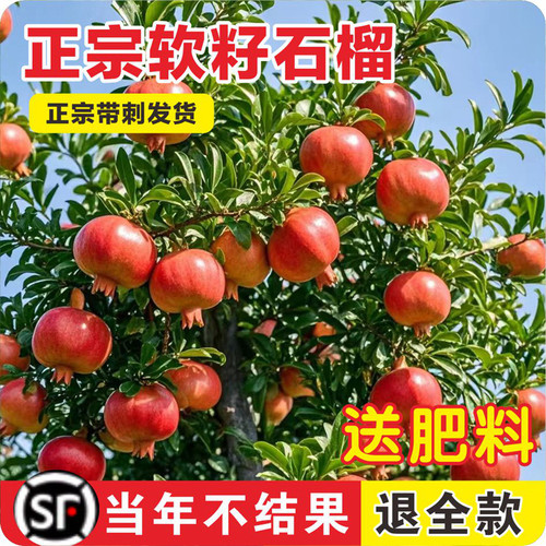 石榴树树苗突尼斯软籽无籽蒙阳红石榴盆栽庭院水果树特大带土果苗