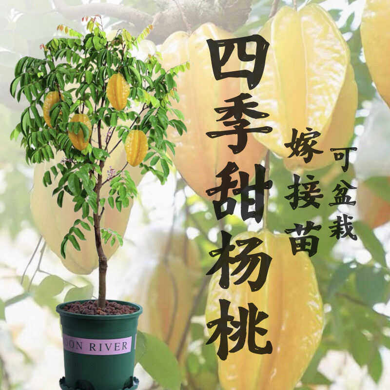 杨桃树苗果树结果四季甜杨桃台湾大果杨桃苗庭院阳台盆栽好养果苗图片