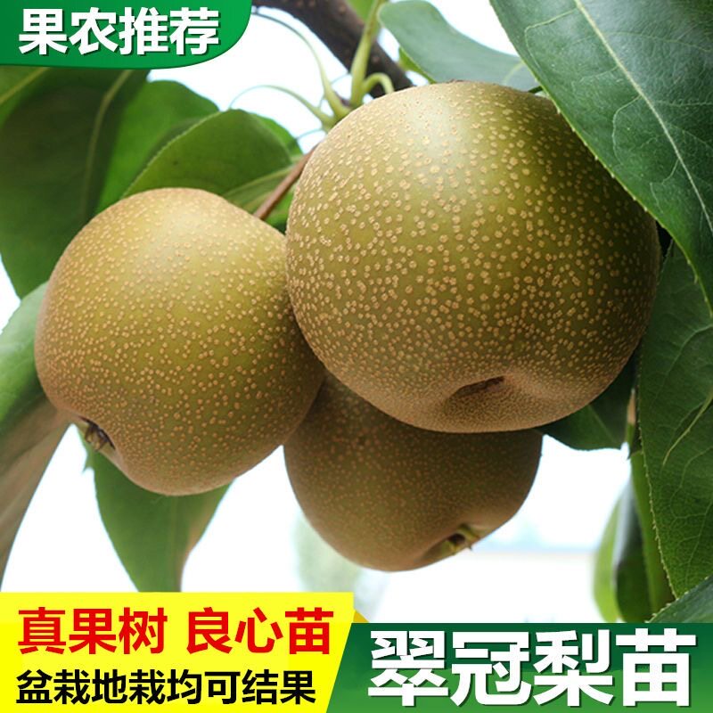 沙梨树苗优良嫁接庭院盆栽黄花梨果树苗山岭地栽南北方种植果苗