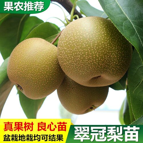 沙梨树苗优良嫁接庭院盆栽黄花梨果树苗山岭地栽南北方种植果苗