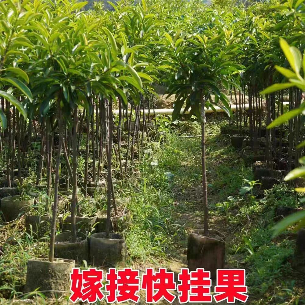 泰国山竹嫁接无籽带果盆栽图片
