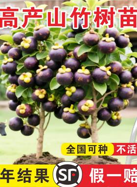 【山竹苗销量N0.1】泰国山竹果树
