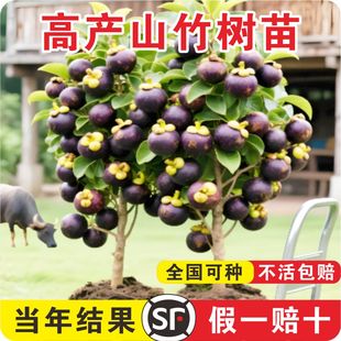 山竹树苗带果庭院盆栽无核嫁接果树苗种植南北方庭院果苗当年结果