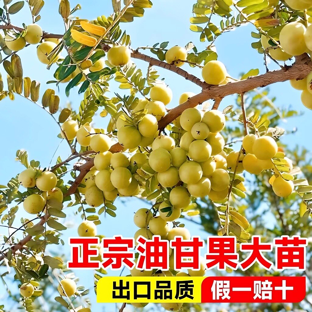 油柑树苗嫁接 庭院盆栽 余柑果树苗 耐寒牛柑子苗树南方地栽种植