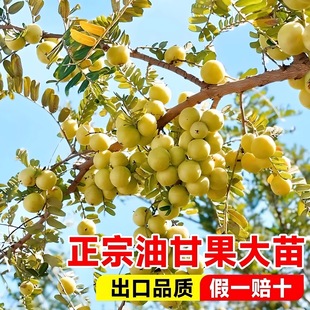 油柑树苗嫁接 庭院盆栽 余柑果树苗 耐寒牛柑子苗树南方地栽种植