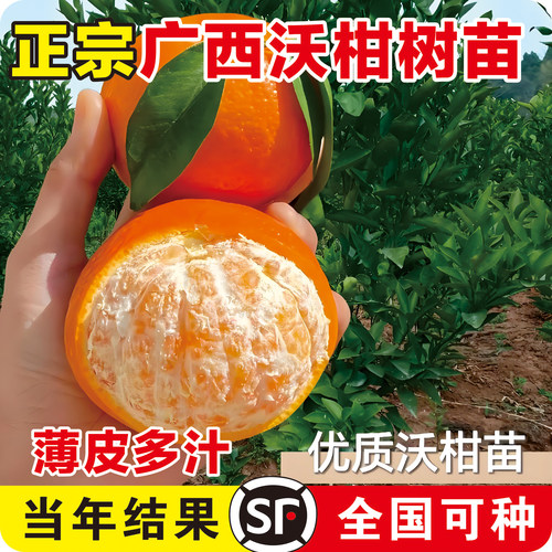 【沃柑树苗销量N0.1】广西沃柑