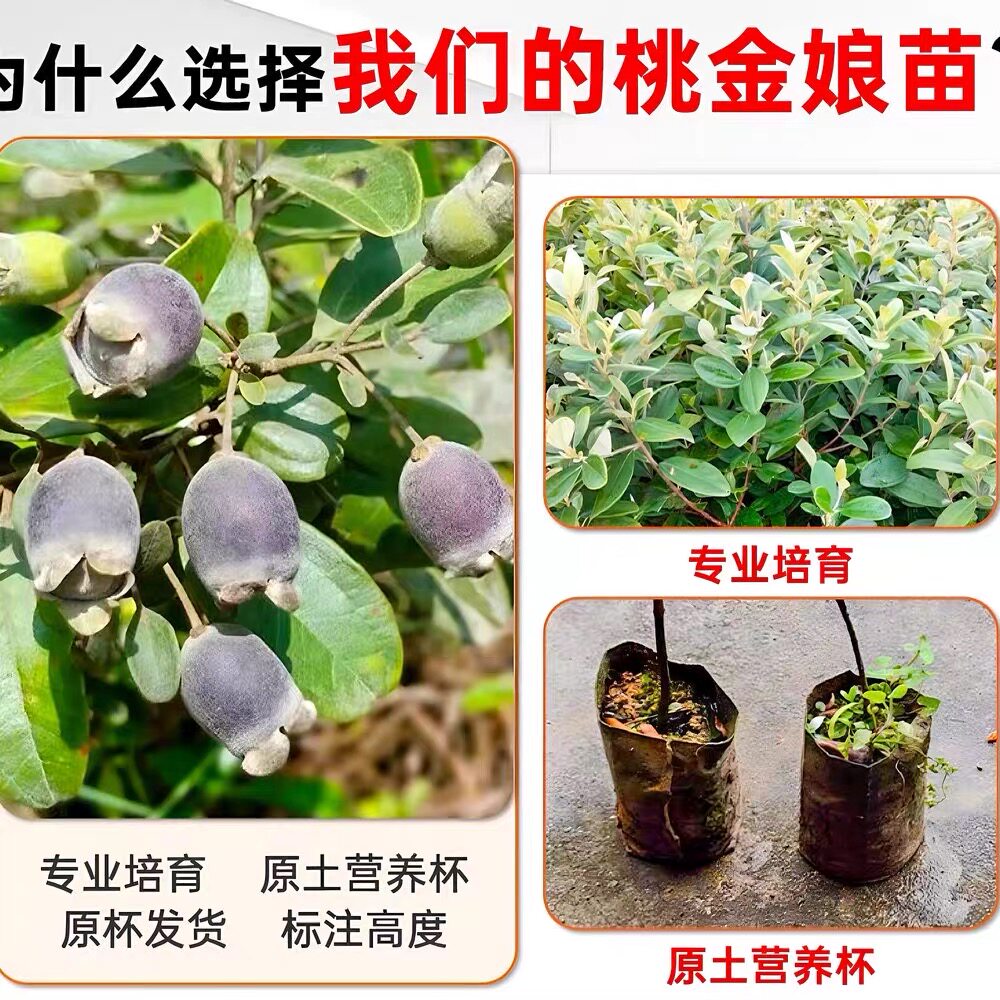 果树捻子树苗果树捻子果苗山捻子苗乌稔苗桃金娘苗果苗盆栽念子苗