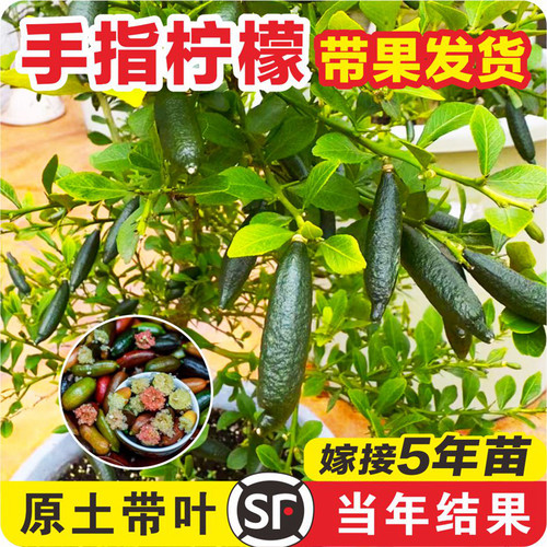 【李佳崎推荐】优质手指柠檬果苗