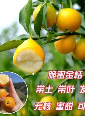 【销量N0.1】广西脆蜜金桔苗树苗